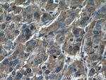 DUS4L Antibody in Immunohistochemistry (Paraffin) (IHC (P))