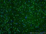SLC38A9 Antibody in Immunohistochemistry (PFA fixed) (IHC (PFA))