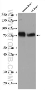 AMIGO1 Antibody in Western Blot (WB)