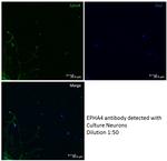 EPHA4 Antibody in Immunocytochemistry (ICC/IF)