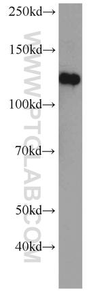 EPHA4 Antibody in Western Blot (WB)