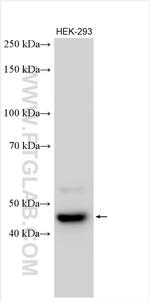 ATAD3C Antibody in Western Blot (WB)