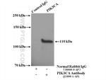 PI3K p110(alpha) Antibody in Immunoprecipitation (IP)