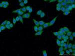 THAP10 Antibody in Immunocytochemistry (ICC/IF)