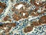 THAP10 Antibody in Immunohistochemistry (Paraffin) (IHC (P))