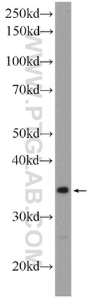 THAP10 Antibody in Western Blot (WB)