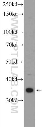 THAP10 Antibody in Western Blot (WB)