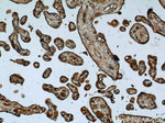 TGF-beta 1 Antibody in Immunohistochemistry (Paraffin) (IHC (P))
