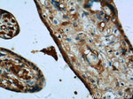 TGF-beta 1 Antibody in Immunohistochemistry (Paraffin) (IHC (P))