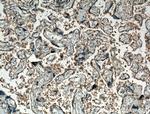 TGF-beta 1 Antibody in Immunohistochemistry (Paraffin) (IHC (P))