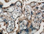 TGF-beta 1 Antibody in Immunohistochemistry (Paraffin) (IHC (P))