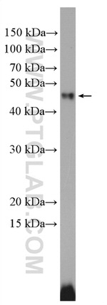 TGF-beta 1 Antibody in Western Blot (WB)