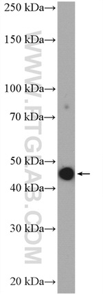 TGF-beta 1 Antibody in Western Blot (WB)