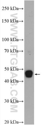 TGF-beta 1 Antibody in Western Blot (WB)