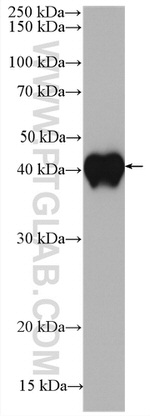TGF-beta 1 Antibody in Western Blot (WB)