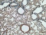 TGF-beta 1 Antibody in Immunohistochemistry (Paraffin) (IHC (P))