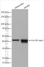 TGF-beta 1 Antibody in Western Blot (WB)