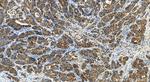 AGMAT Antibody in Immunohistochemistry (Paraffin) (IHC (P))