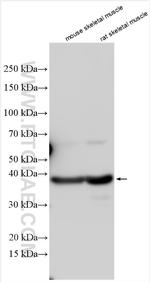 AGMAT Antibody in Western Blot (WB)