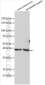 AGMAT Antibody in Western Blot (WB)