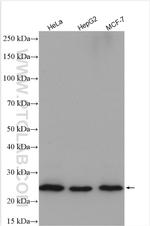 TMED3 Antibody in Western Blot (WB)