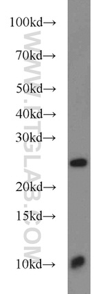 TMED3 Antibody in Western Blot (WB)