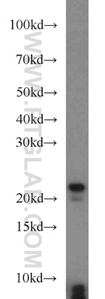 TMED3 Antibody in Western Blot (WB)