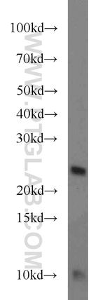 TMED3 Antibody in Western Blot (WB)