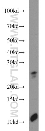 TMED3 Antibody in Western Blot (WB)
