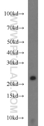 TMED3 Antibody in Western Blot (WB)
