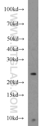 TMED3 Antibody in Western Blot (WB)