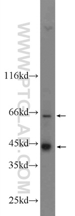 PVRL4 Antibody in Western Blot (WB)