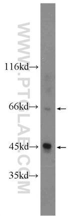 PVRL4 Antibody in Western Blot (WB)