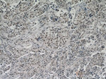 ZBTB38 Antibody in Immunohistochemistry (Paraffin) (IHC (P))