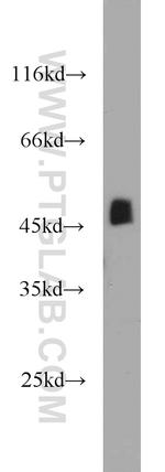 SHF Antibody in Western Blot (WB)