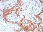 Fibroblast Activation Protein Alpha/FAP-1 Monoclonal Antibody (FAP/4851)