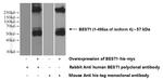 Bestrophin-1 Antibody in Western Blot (WB)