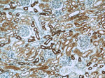 TMEM139 Antibody in Immunohistochemistry (Paraffin) (IHC (P))