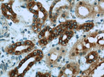 TMEM139 Antibody in Immunohistochemistry (Paraffin) (IHC (P))