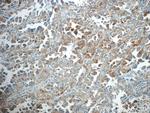TMEM139 Antibody in Immunohistochemistry (Paraffin) (IHC (P))