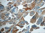 TMEM139 Antibody in Immunohistochemistry (Paraffin) (IHC (P))