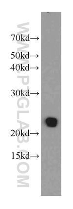 TMEM139 Antibody in Western Blot (WB)