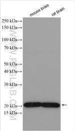 TMEM65 Antibody in Western Blot (WB)