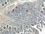 MAdCAM1 Antibody in Immunohistochemistry (Paraffin) (IHC (P))