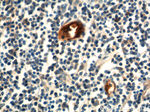 MAdCAM1 Antibody in Immunohistochemistry (Paraffin) (IHC (P))