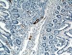 MAdCAM1 Antibody in Immunohistochemistry (Paraffin) (IHC (P))