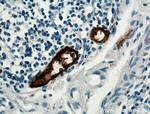 MAdCAM1 Antibody in Immunohistochemistry (Paraffin) (IHC (P))