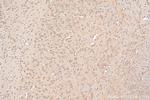GRIN2B Antibody in Immunohistochemistry (Paraffin) (IHC (P))