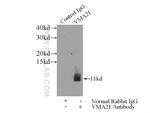 VMA21 Antibody in Immunoprecipitation (IP)