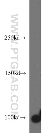 VAV2 Antibody in Western Blot (WB)